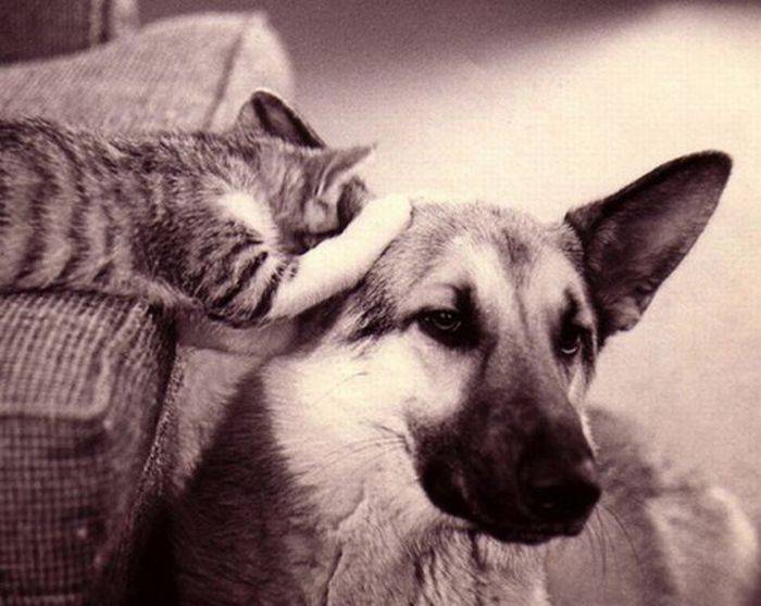 cats and dogs whispering