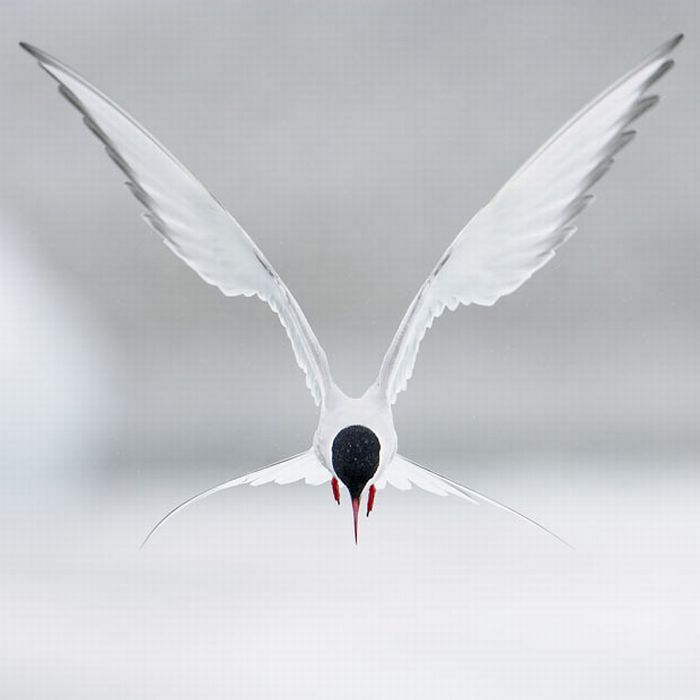 Bird photography by Markus Varesvuo