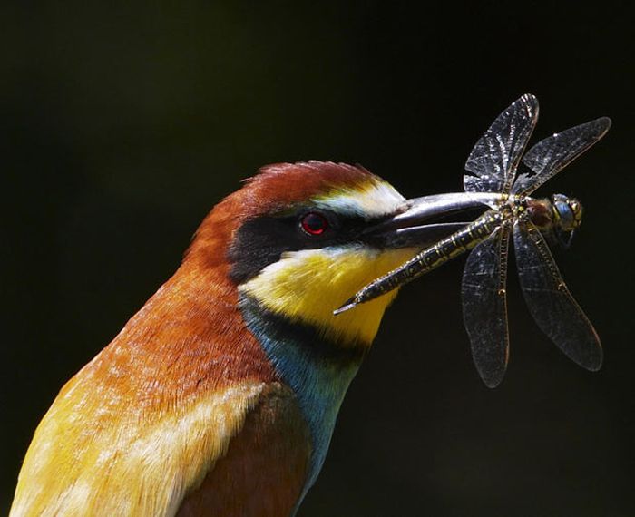 Bird photography by Markus Varesvuo