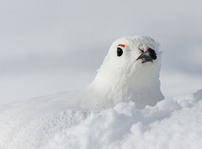 Bird photography by Markus Varesvuo