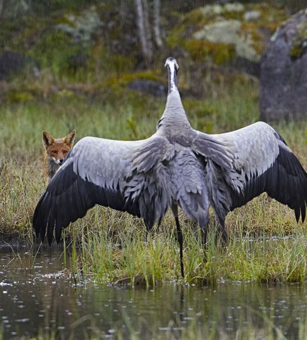 Bird photography by Markus Varesvuo