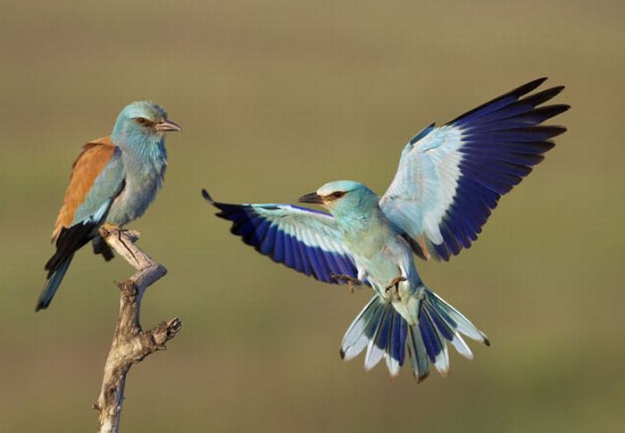 Bird photography by Markus Varesvuo