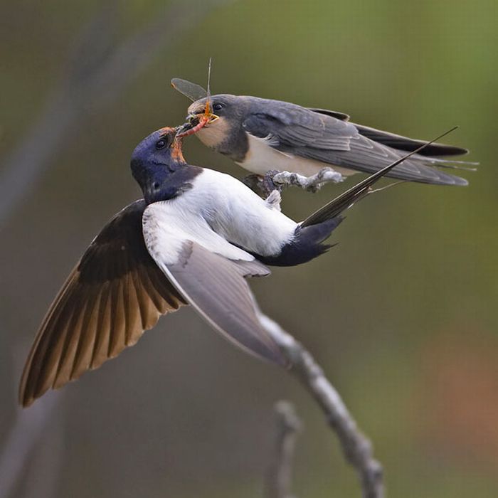 Bird photography by Markus Varesvuo