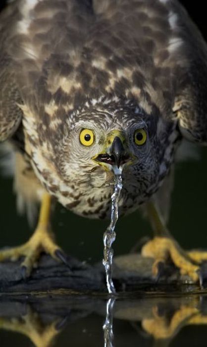 Bird photography by Markus Varesvuo