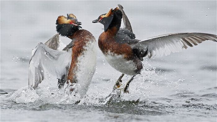 Bird photography by Markus Varesvuo