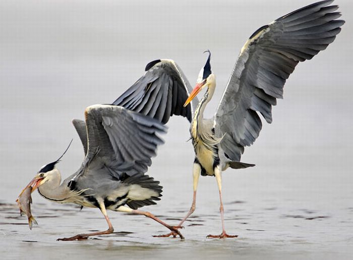 Bird photography by Markus Varesvuo