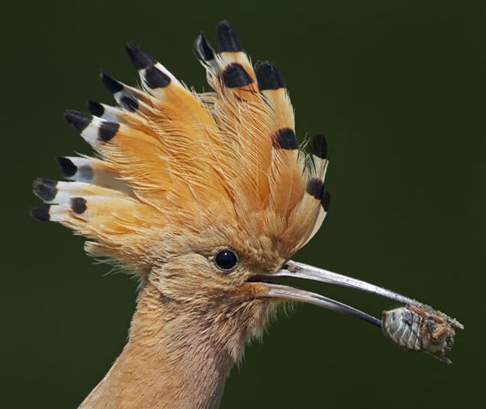 Bird photography by Markus Varesvuo