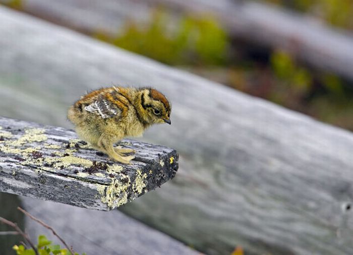 Bird photography by Markus Varesvuo