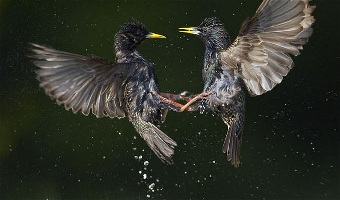 Bird photography by Markus Varesvuo