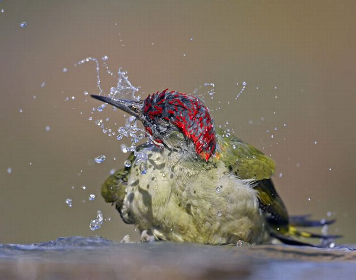 Bird photography by Markus Varesvuo