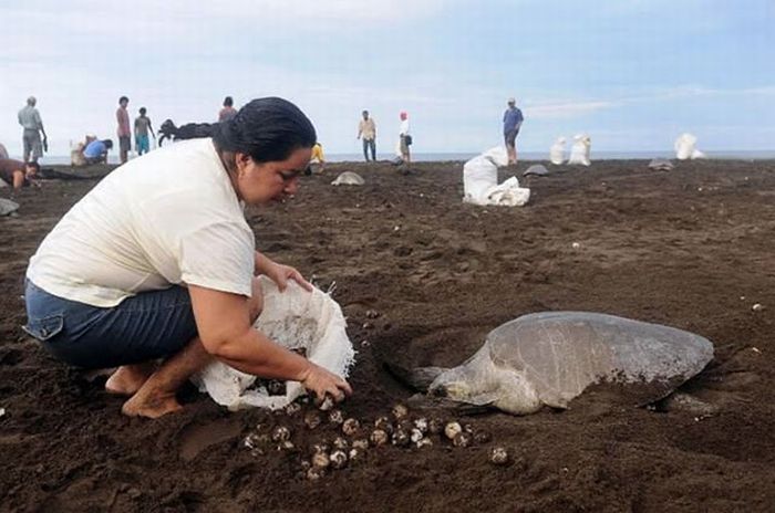 Harvesting Sea Turtle eggs, Costa Rica