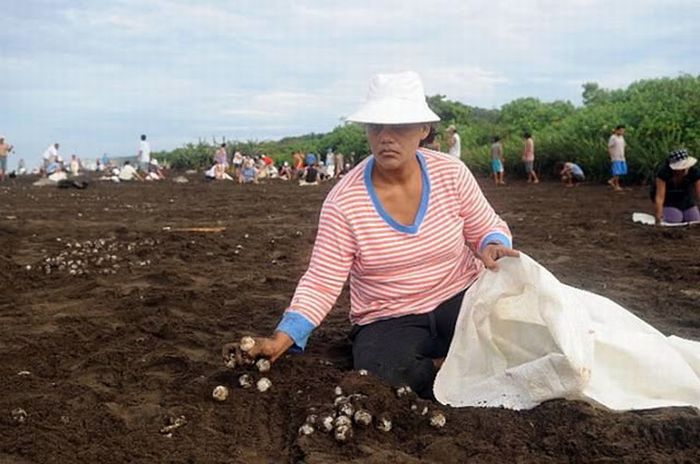 Harvesting Sea Turtle eggs, Costa Rica