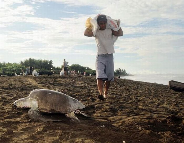 Harvesting Sea Turtle eggs, Costa Rica