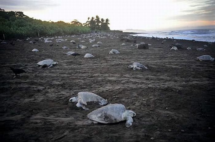 Harvesting Sea Turtle eggs, Costa Rica