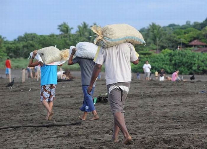 Harvesting Sea Turtle eggs, Costa Rica