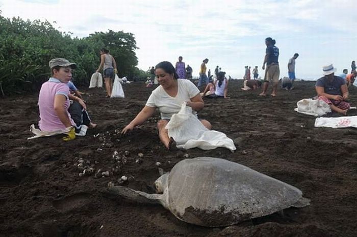 Harvesting Sea Turtle eggs, Costa Rica