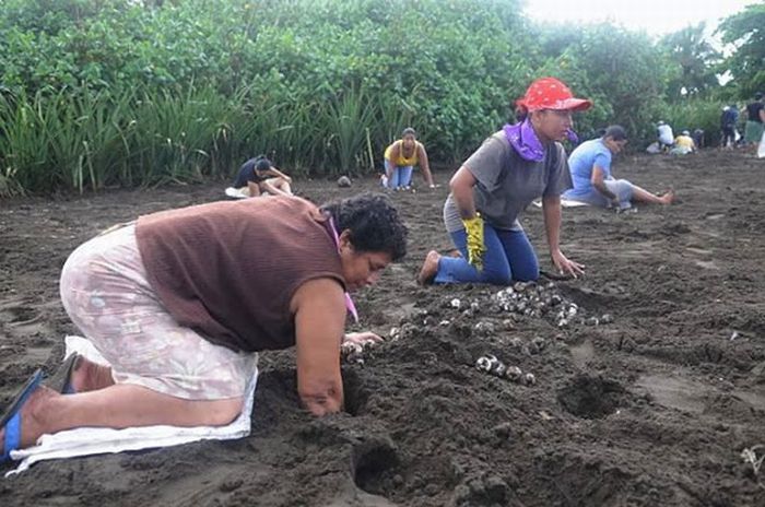 Harvesting Sea Turtle eggs, Costa Rica