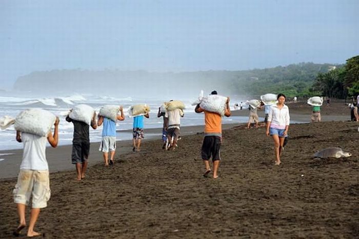 Harvesting Sea Turtle eggs, Costa Rica