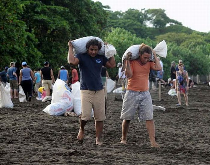 Harvesting Sea Turtle eggs, Costa Rica