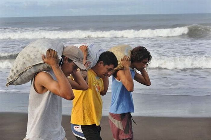 Harvesting Sea Turtle eggs, Costa Rica