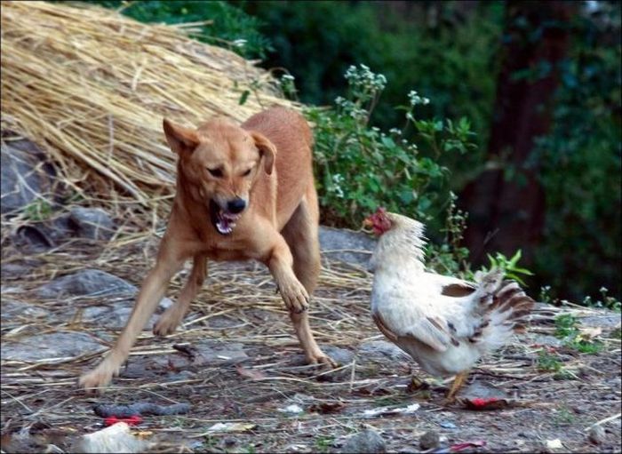 chicken attacked a dog