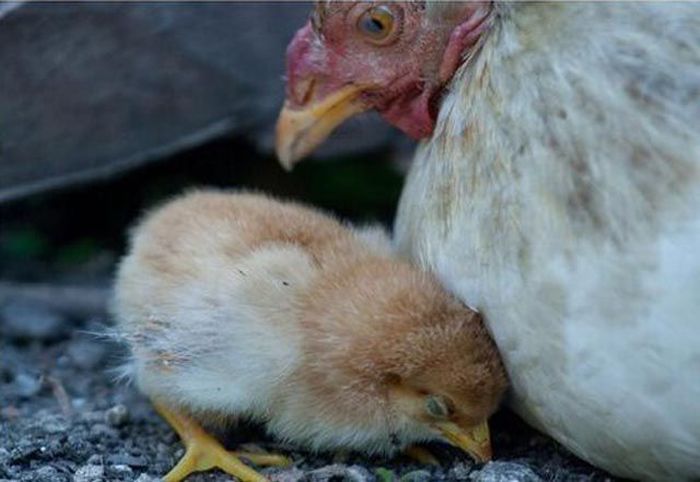 chicken attacked a dog