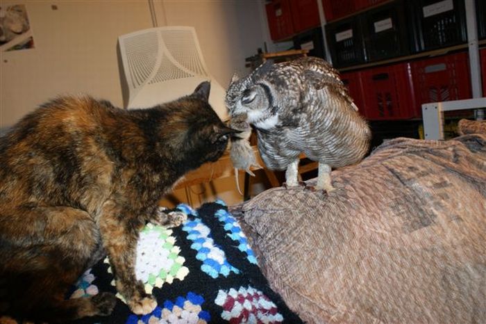 eagle owl and cat friends