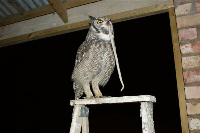 eagle owl and cat friends