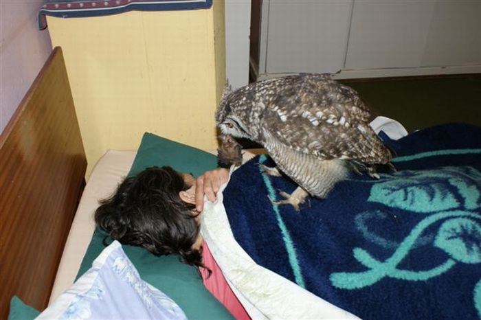 eagle owl and cat friends