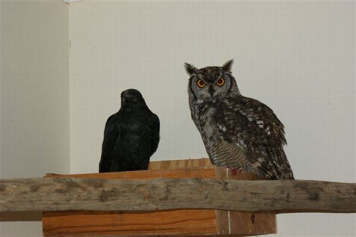 eagle owl and cat friends