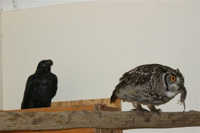 eagle owl and cat friends