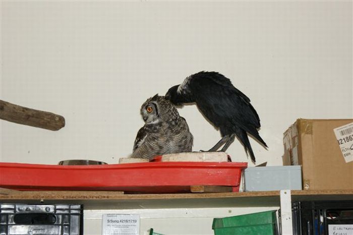 eagle owl and cat friends