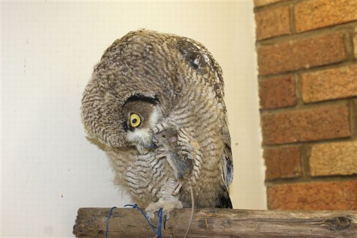 eagle owl and cat friends