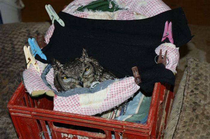 eagle owl and cat friends