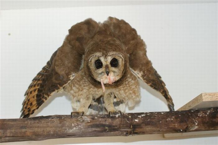 eagle owl and cat friends