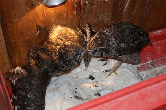 eagle owl and cat friends