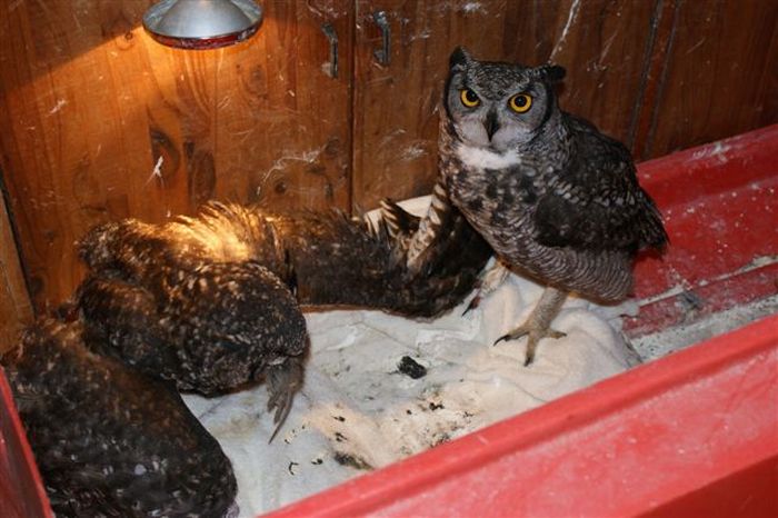 eagle owl and cat friends