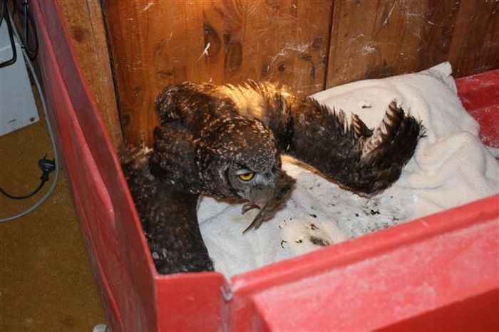 eagle owl and cat friends