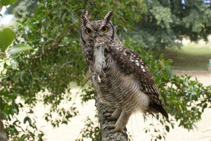 eagle owl and cat friends