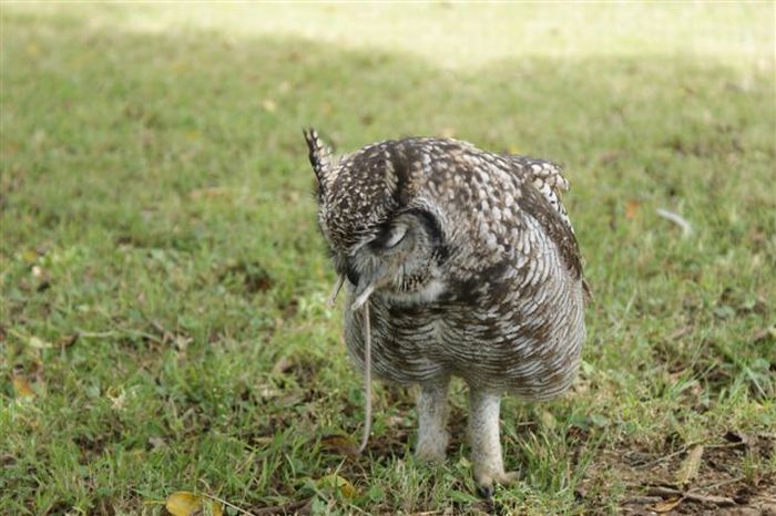 eagle owl and cat friends