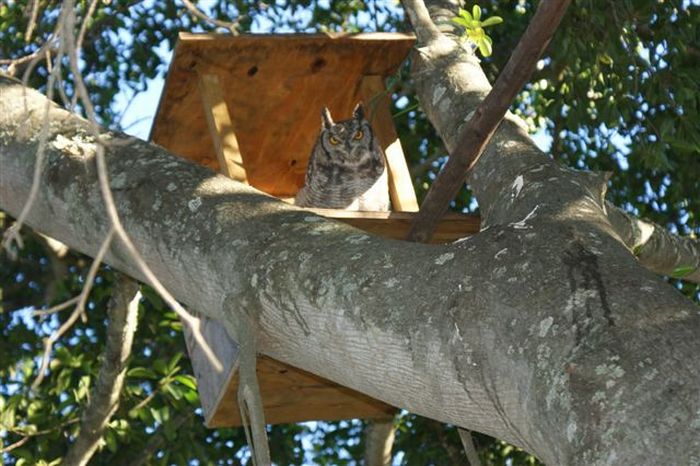 eagle owl and cat friends