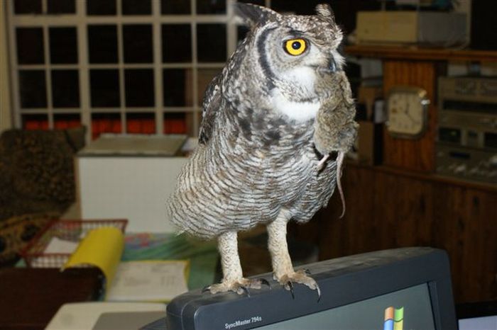 eagle owl and cat friends