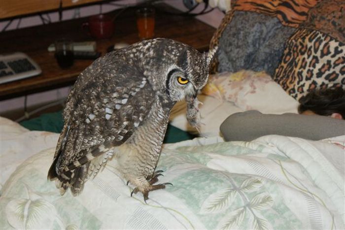 eagle owl and cat friends