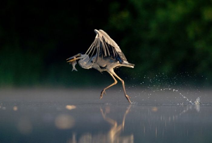 British Wildlife Photography Awards 2011