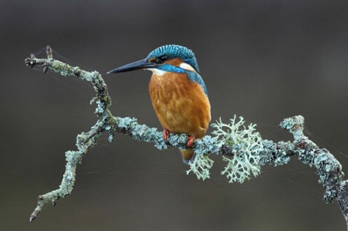 British Wildlife Photography Awards 2011