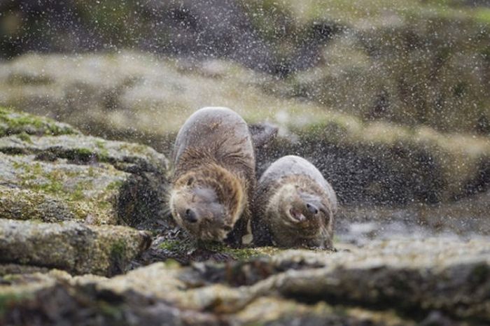 British Wildlife Photography Awards 2011