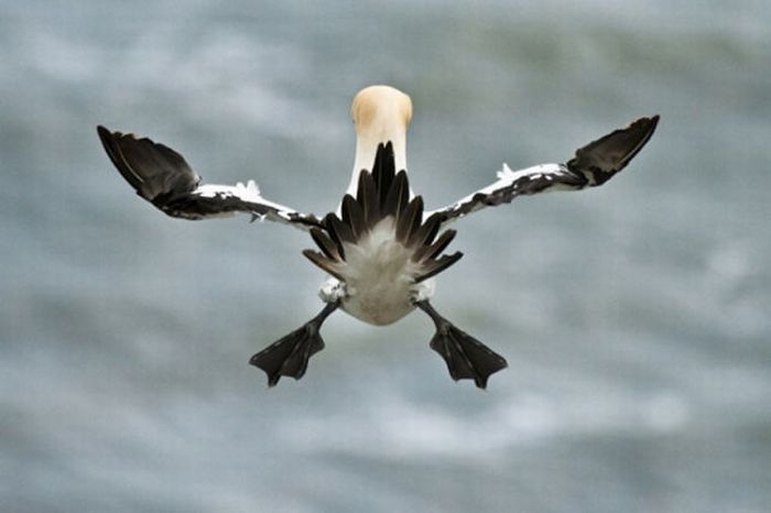 British Wildlife Photography Awards 2011