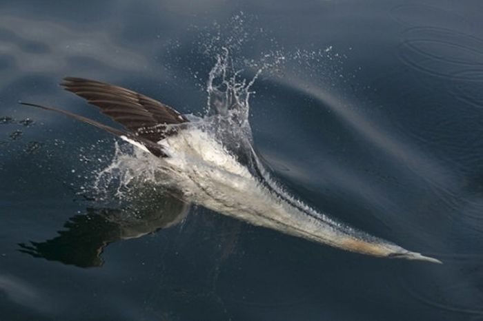 British Wildlife Photography Awards 2011