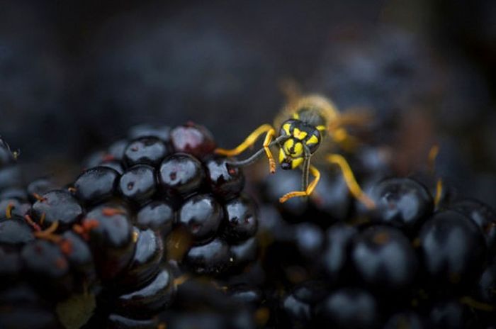 British Wildlife Photography Awards 2011