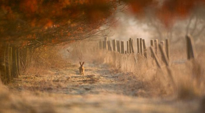 British Wildlife Photography Awards 2011